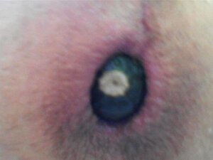 Zucchini Fully In My Hole Session #2 (in The Forest)